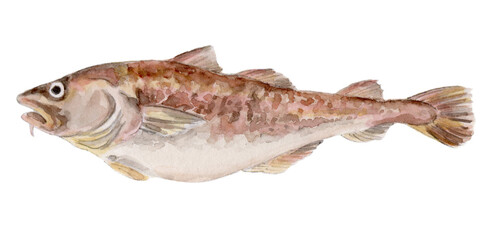 マダラ 手描き水彩画