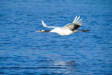 Fototapeta na wymiar 風連湖を飛行する丹頂鶴