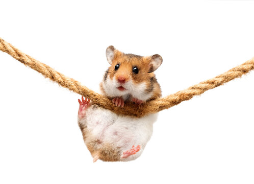 hamster hanging on a rope on a white background