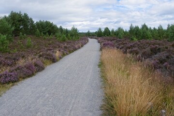 A sandy path through the heather in summer on the outskirts of Aviemore - 563905491