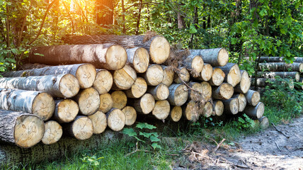 A large pile of alder logs lies in the forest at the logging site. Business selling timber and wood products. Import and export of timber. Sun