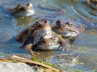European Common brown Frogs latin Rana temporaria eggs