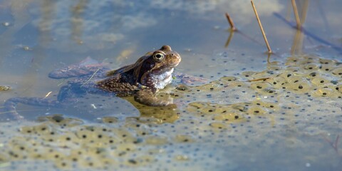 European Common brown Frog Rana temporaria with eggs