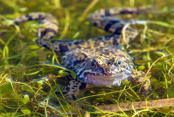 European Common brown grass Frog Rana temporaria