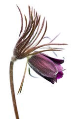 pasqueflower or pasque flower Pulsatilla pratensis