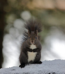 A cute brown red squirrel on a rock against a blurred background
