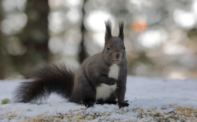 A cute brown red squirrel on a rock against a blurred background