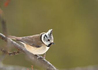 Crested Tit - Lophophanes cristatus - sitting on a branch in forest.