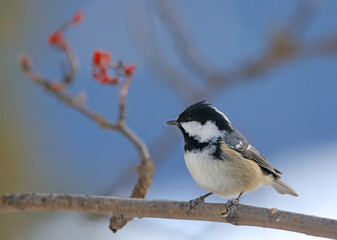 Naklejka premium Coal tit - Periparus ater - sitting on a branch in forest.