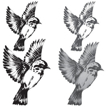 Hand Drawn Sparrow Bird Vector. Hand drawn minimalism style vector illustration of Sparrow bird. This file contains high quality black and white, Sketch type vector. Editable and reusable vector image