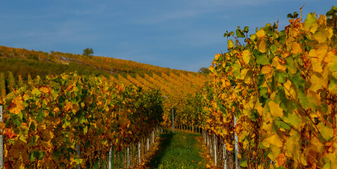 Weinberge Reben Winzer