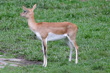 Close up brown white gazelle deer standing on the grass. Selective grass.
