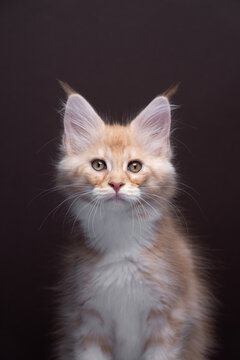 "Lynx Tips"-Bilder: Stock-Fotos & -Videos. | Adobe Stock