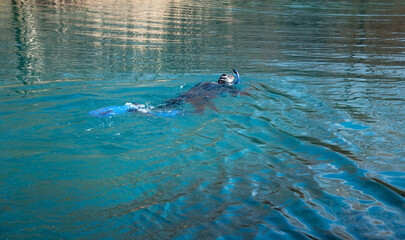 Fototapeta premium The diver swims in a wetsuit, flippers and a mask with a tube. The rescuer divers carries out work under water.