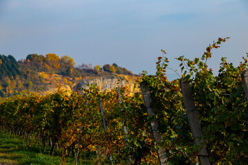 Fototapeta premium Weinberge Reben Winzer