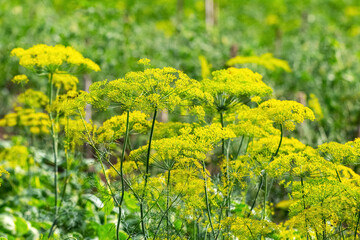 Dill on the beds. Dill inflorescence in the field, growing dill