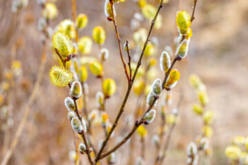 Willow branches with fluffy catkins in the forest on a blurred background