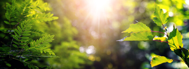 Tree branches with green leaves in forest on blurred background in sunny weather during sunset