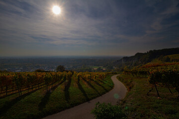 Naklejka premium Weinberge Reben Winzer