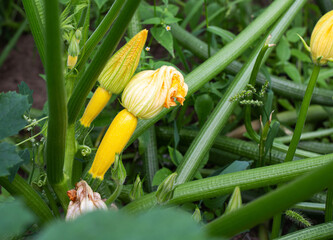 Beautiful yellow zucchini grows in the ground. Growing vegetables in the country. Summer sunny day, vegetarian. Squash