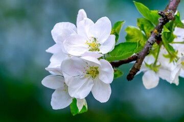 A branch of an apple tree with white flowers on a green background