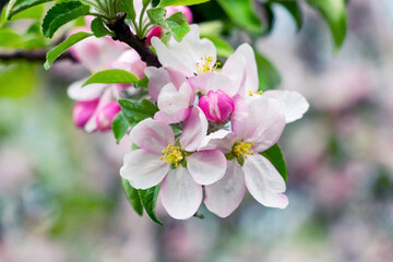 Fototapeta na wymiar Blossoming apple tree. A branch of an apple tree with white and pink flowers