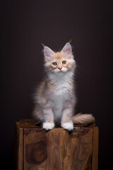 ginger maine coon kitten portrait on dark brown background. The cat is sitting on a wooden block looking at camera. Full body shot with copy space