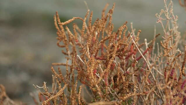 Dried, dry, salicornia europaea. Close up salicornia europaea.