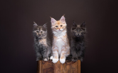 group of three different colored maine coon kittens sitting on a wooden block. The cats are sitting...