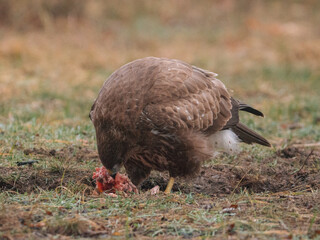 buzzard eating lunch