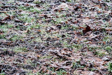 Grass Covered In A Hard Winter Morning Frost