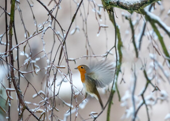 robin flying off a tree branch