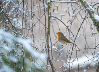 robin perching on a tree branch in winter