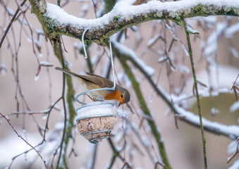 robin pecking a ball of food