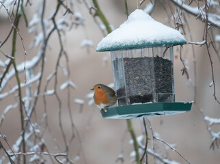 robin perched on a seed dispenser