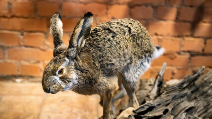 Hare mannequin on the background of a brick wall. The concept of trophies in hunting.