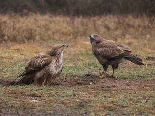 buzzards eating lunch