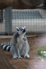 ring lemur sitting on the ground