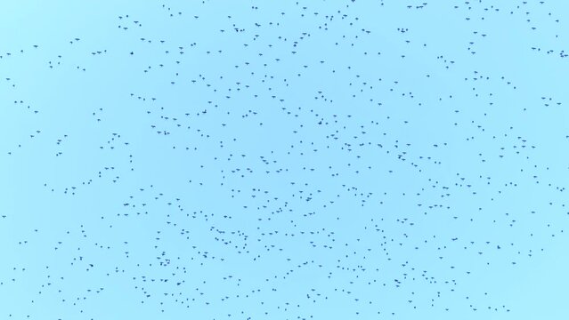Flock of birds flying in the sky. Birds flying on the magical blue sky background. Big flock of birds.