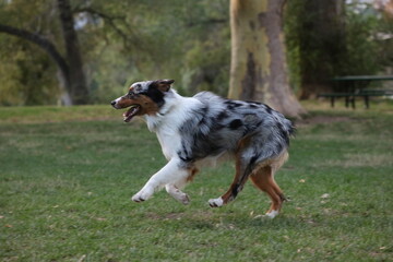 Blue Merle Australian Shepard 