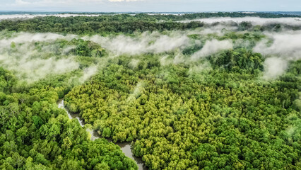 aerial view of mangrove forest at Sepilok Laut, Sabah Borneo, Malaysia.