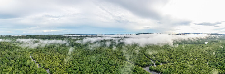 aerial view of mangrove forest at Sepilok Laut, Sabah Borneo, Malaysia.