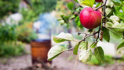 A branch with a red apple in the country against the background of a barrel in which dry grass is burned. Copy space for text