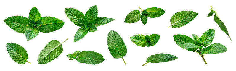 Collection of green fresh mint leaves isolated on white background. Mint, peppermint, spearmint, lemon balm plant, menthol, tea ingredient, seasoning. Fragrant plant, extract for medicine
