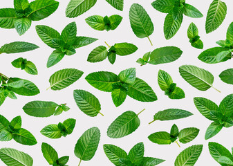 Mint leaves pattern. Fresh green leaves of mint, peppermint, lemon balm, melissa isolated on gray...