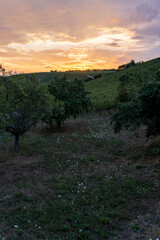 orchard of trees at sunset
