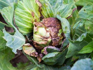 Rotting head of cabbage in the garden. Bacterial and fungal infections of cabbage, gray and white...