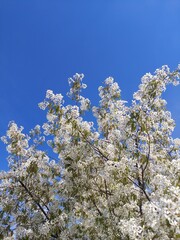 cherry tree blossom