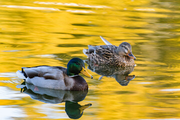 越冬のために飛来してきた鴨と子がも