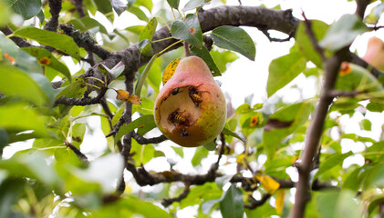 Ripe pear on a tree bitten by wasps. The problem is eating pear fruits by bees and wasps. Close-up